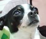Crematorio de mascotas en Reynosa Crematorio de mascotas en Reynosa