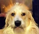 CREMATORIO MASCOTAS REYNOSA CREMATORIO MASCOTAS REYNOSA