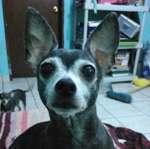 Crematorio de mascotas en Reynosa Crematorio de mascotas en Reynosa
