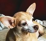 crematorio de mascotas en Reynosa crematorio de mascotas en Reynosa