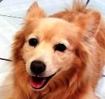 crematorio para mascotas en Reynosa crematorio para mascotas en Reynosa