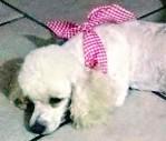 Crematorio de Mascotas en Reynosa Crematorio de Mascotas en Reynosa