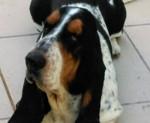 crematorio mascotas reynosa crematorio mascotas reynosa
