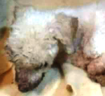 crematorio de mascotas en Reynosa crematorio de mascotas en Reynosa
