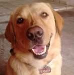 crematorio de mascotas en reynosa crematorio de mascotas en reynosa