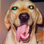 crematorio de mascotas en Reynosa crematorio de mascotas en Reynosa